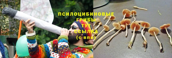 прущие грибы Белокуриха